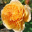 Rose, Crown Princess Margareta® Rose