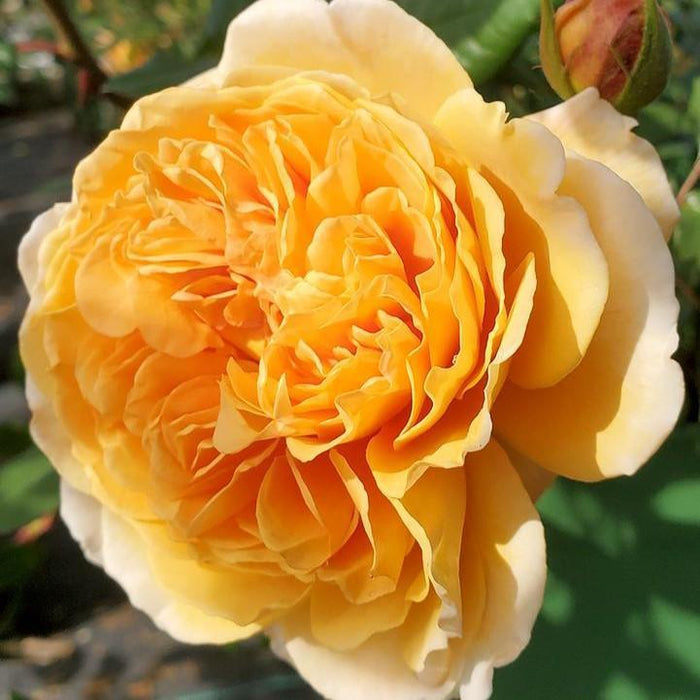Rose, Crown Princess Margareta® Rose
