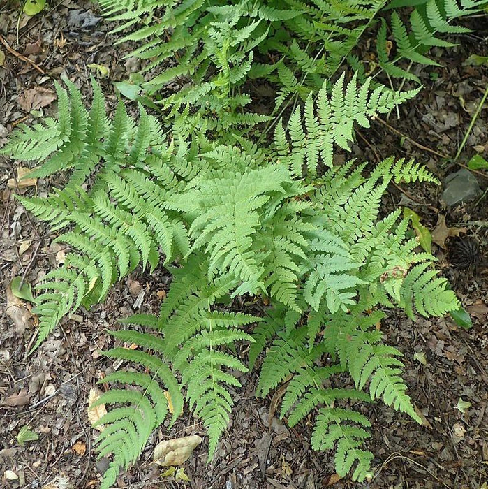Fern, Eastern Wood Fern, Leatherwood Fern