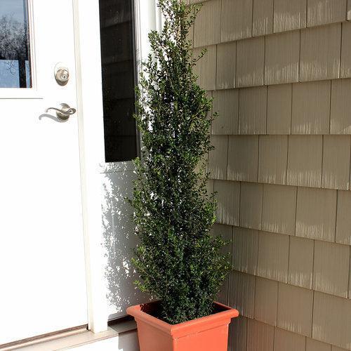 Holly, Patti O Box® Japanese Holly