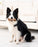 Freeze & Fill Chew Bone Dog Toy
