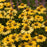 Coneflower, Color Coded® Yellow My Darling Echinacea