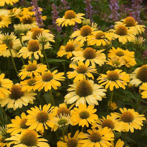 Coneflower, Color Coded® Yellow My Darling Echinacea