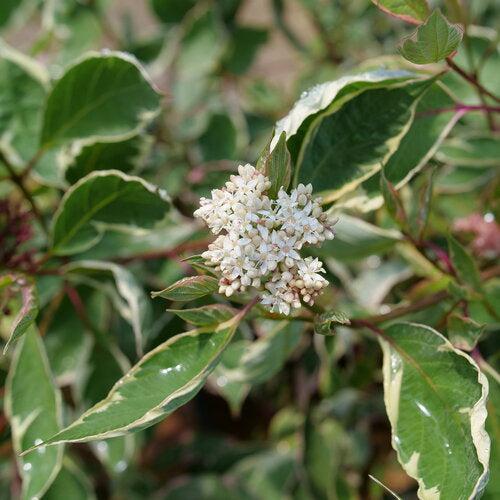Dogwood, Sgt. Pepper™ Dogwood