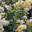 Rose, Lemon Drift® Rose