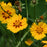 Tickseed, Tequila Sunrise Tickseed