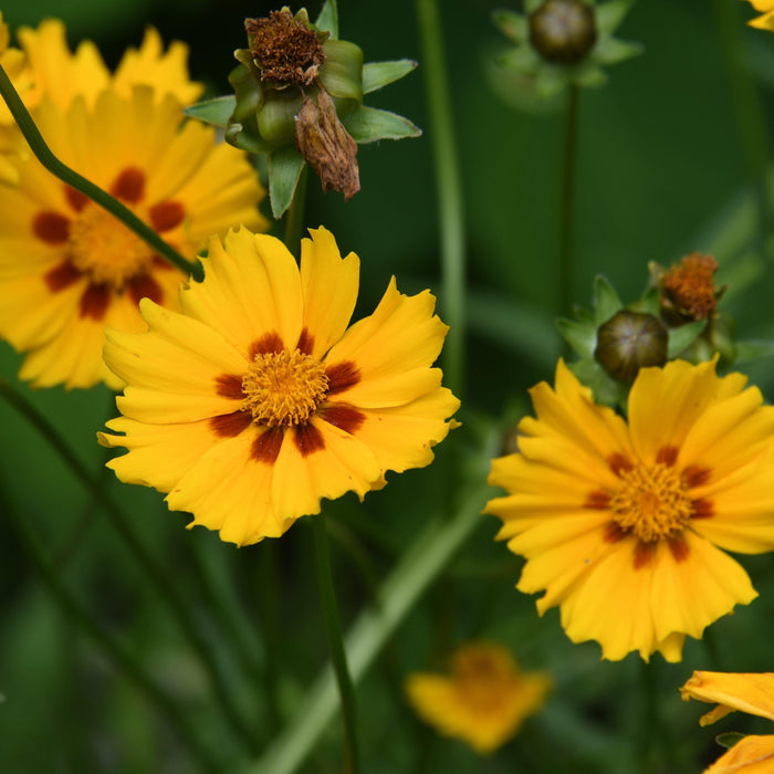 Tickseed, Tequila Sunrise Tickseed