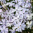 Phlox, Spring Blue Creeping Phlox
