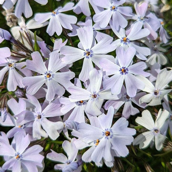 Phlox, Spring Blue Creeping Phlox