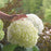 Hydrangea, Proven Winners® Incrediball® Smooth Hydrangea
