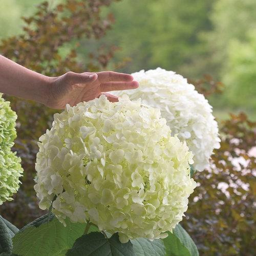 Hydrangea, Proven Winners® Incrediball® Smooth Hydrangea