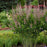 Baptisia, PW® Decadence® Deluxe Pink Truffles False Indigo