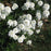 Candytuft, Snowsurfer™ Candytuft