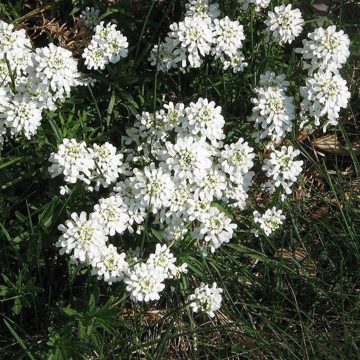 Candytuft, Snowsurfer™ Candytuft