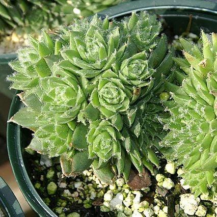 Sempervivum, Pilioseum Hens and Chicks