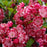 Mountain Laurel, Kaleidoscope Mountain Laurel