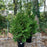 Arborvitae, Green Giant Arborvitae