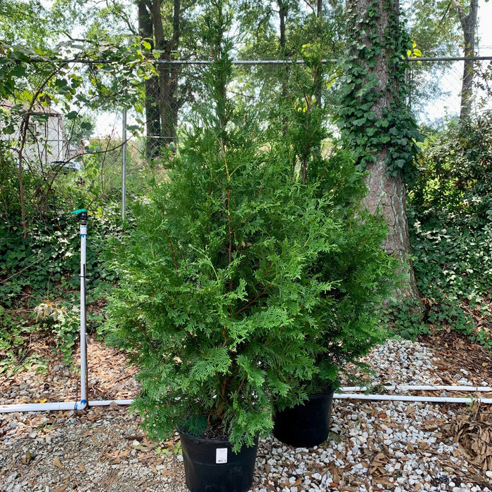 Arborvitae, Green Giant Arborvitae