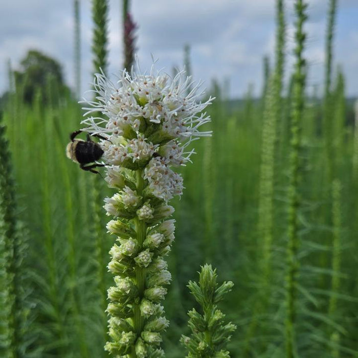 Blazing Star, White Blazing Star