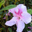 Azalea, Encore Autumn Twist Azalea