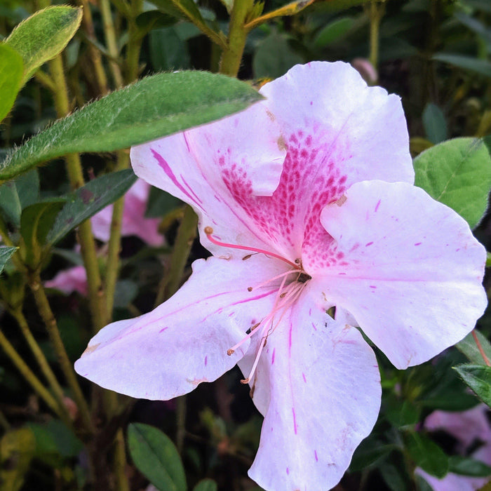 Azalea, Encore Autumn Twist Azalea