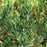 Juniper, Blue Point Juniper