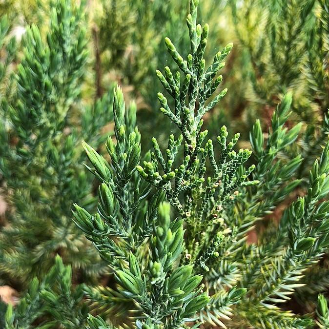 Juniper, Blue Point Juniper