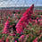 Butterfly Bush, Monarch® Prince Charming Butterfly Bush