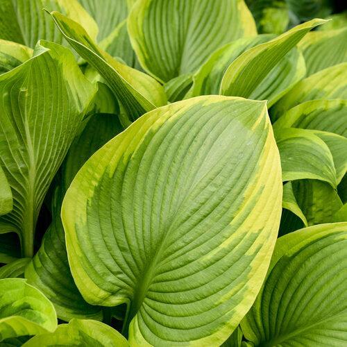 Hosta, PW® Shadowland® Lone Star Hosta