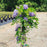 Wisteria frutescens 'Amethyst Falls'  - Amethyst Falls Wisteria