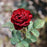 Rose, Navy Lady Rose