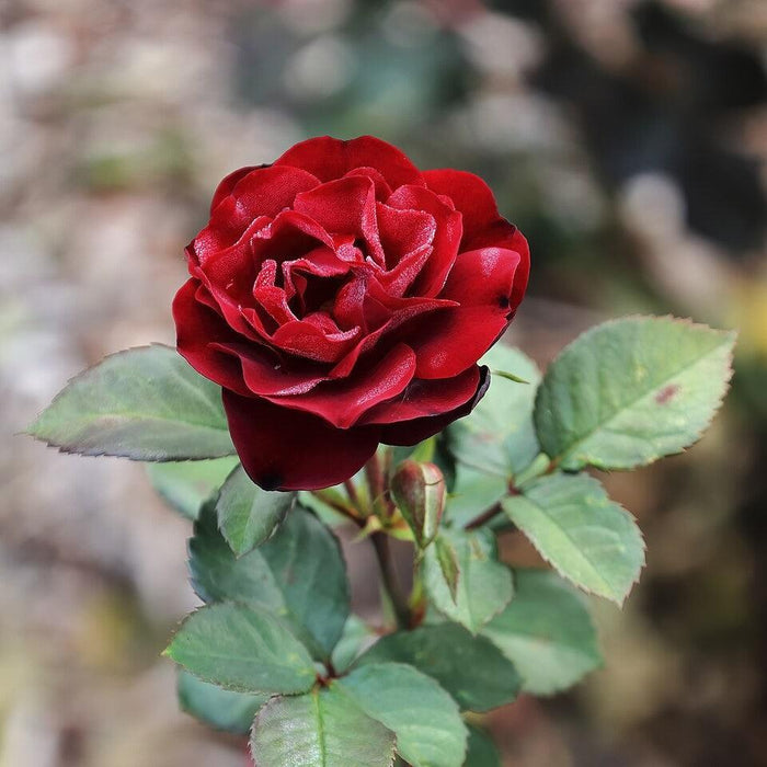 Rose, Navy Lady Rose