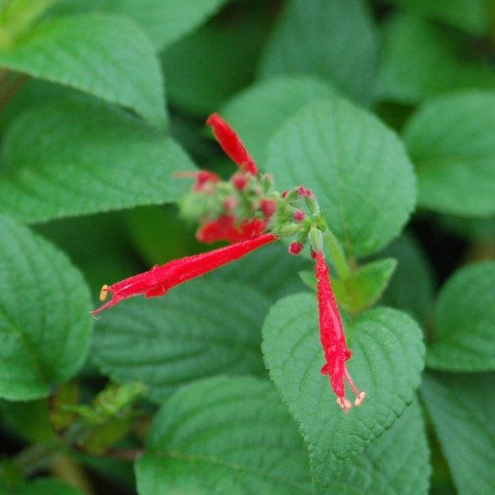 Sage, Pineapple Sage