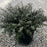 Holly, Helleri Japanese Holly