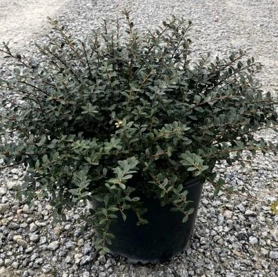 Holly, Helleri Japanese Holly