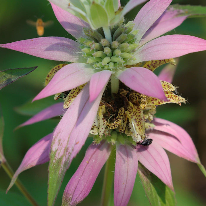 Monarda punctata  - Spotted Beebalm