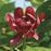 Sweetshrub, Aphrodite Sweetshrub