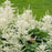 Goat's Beard, Common Goat's Beard