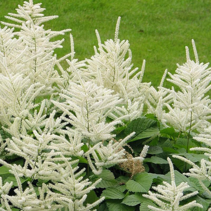 Goat's Beard, Common Goat's Beard