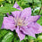 Clematis, Bijou™ Clematis