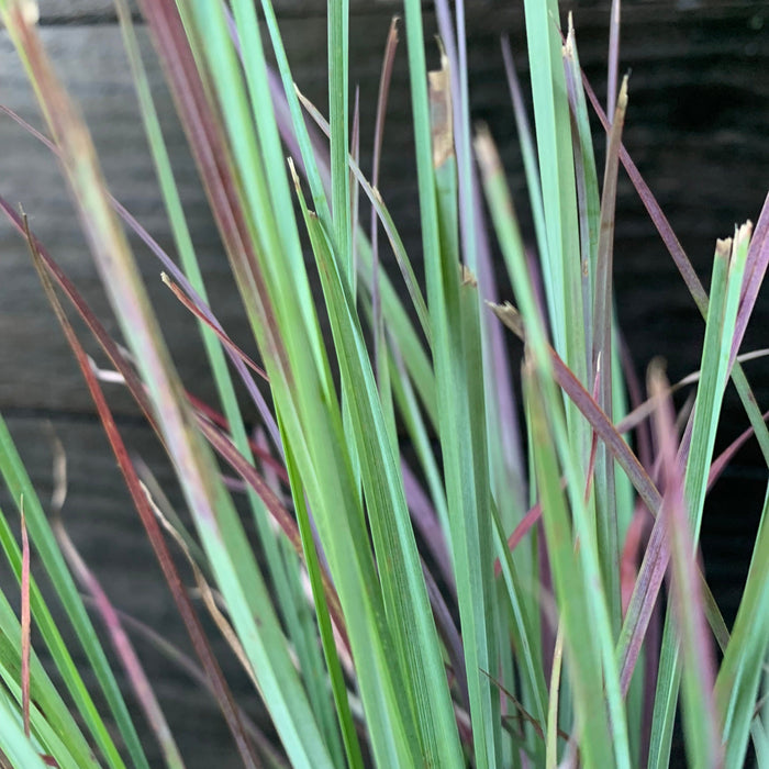 Grass, Standing Ovation Little Bluestem