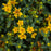 St. John's Wort, First Editions® Cobalt-n-Gold™ St. John's Wort