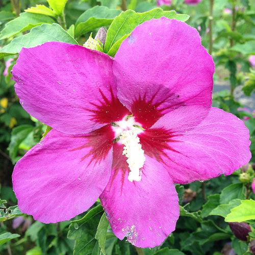Hibiscus, PW® Lil' Kim® Violet Hibiscus