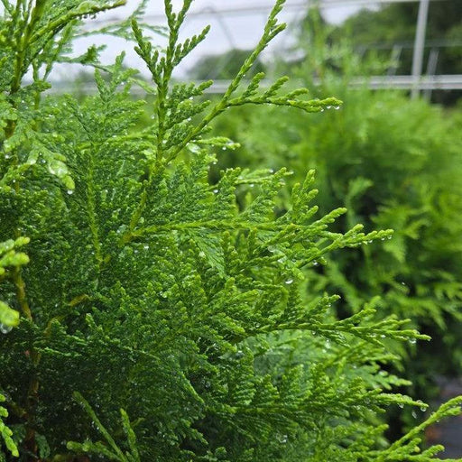 Arborvitae, Sasquatch™ Dark Green Arborvitae