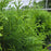 Arborvitae, Sasquatch™ Dark Green Arborvitae