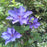 Clematis, The President Clematis