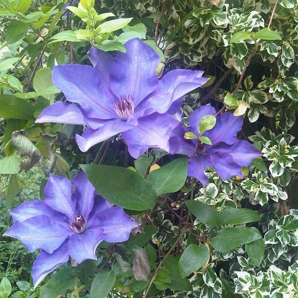 Clematis, The President Clematis