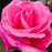 Rose, Perfume Delight Rose
