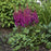 Astilbe, Vision in Red Chinese Astilbe
