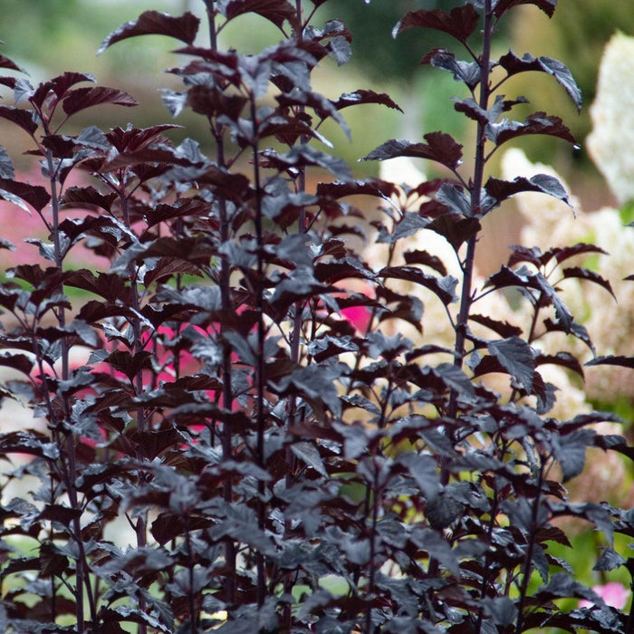 Ninebark, Bloomin' Easy® Panther Ninebark